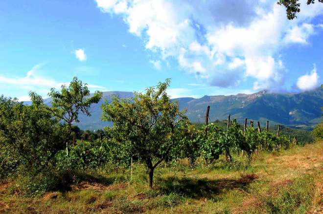 Casale con vigna Gualdo