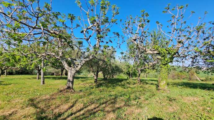 Casale da ristrutturare nelle campagne di Sant'Angelo in Pontano